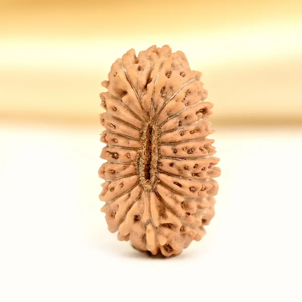 Techpandit_19_Mukhi_Java_Indonesia_Rudraksha_Bead