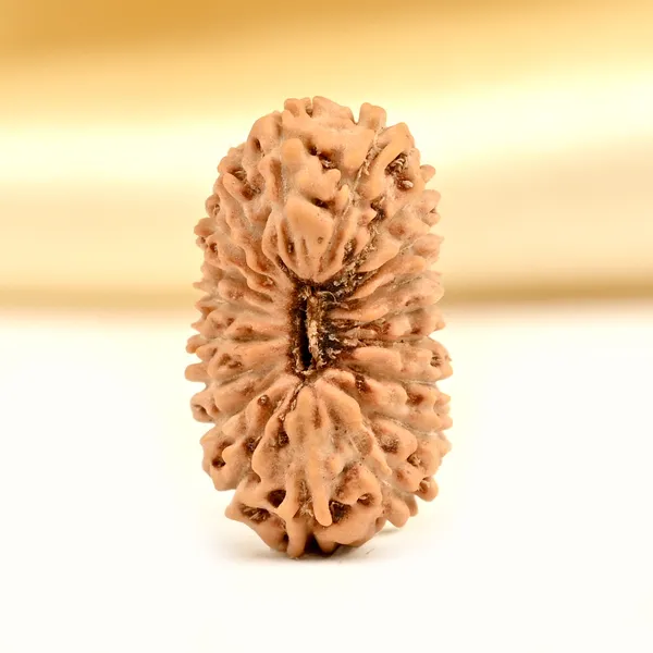 Techpandit_19_Mukhi_Java_Indonesia_Rudraksha_Bead