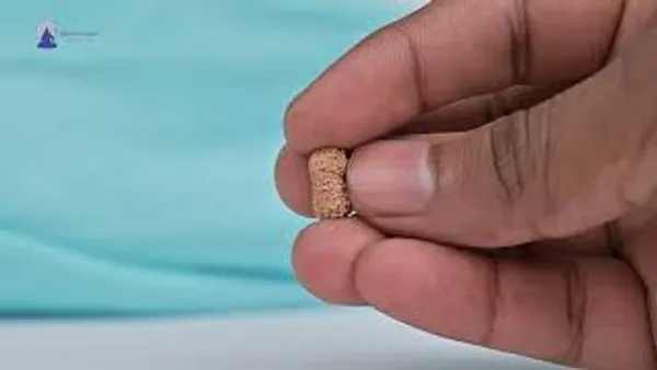 Techpandit_19_Mukhi_Java_Indonesia_Rudraksha_Bead