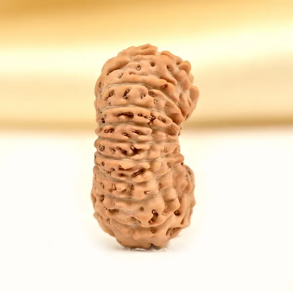 Techpandit_19_Mukhi_Java_Indonesia_Rudraksha_Bead