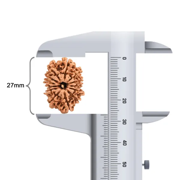 Techpandit_13_Mukhi_Rudraksha_Bead_From_Nepal