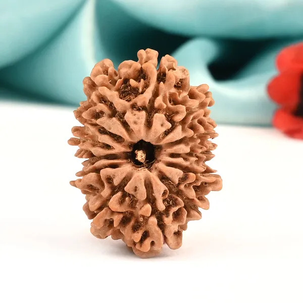 Techpandit_13_Mukhi_Rudraksha_Bead_From_Nepal