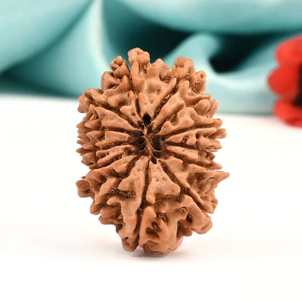 Techpandit_13_Mukhi_Rudraksha_Bead_From_Nepal