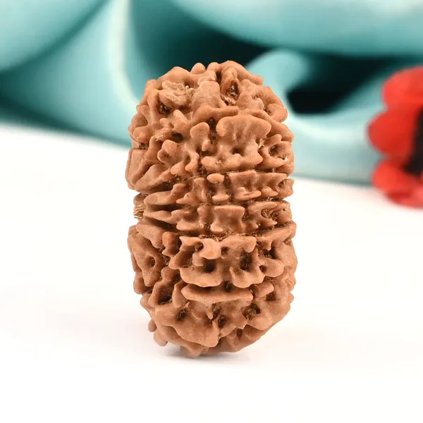 Techpandit_13_Mukhi_Rudraksha_Bead_From_Nepal