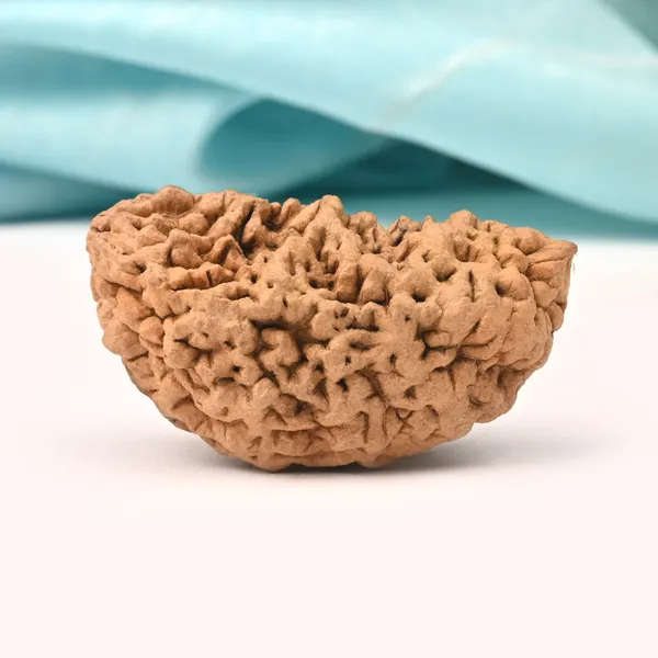 1_Mukhi_Half_Moon_Collector_Vii