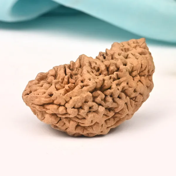 1_Mukhi_Half_Moon_Collector_Vii