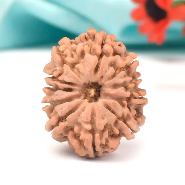 11_Mukhi_Nepal_Rudraksha_Bead