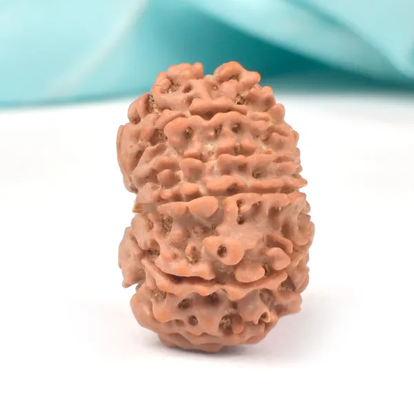 11_Mukhi_Nepal_Rudraksha_Bead