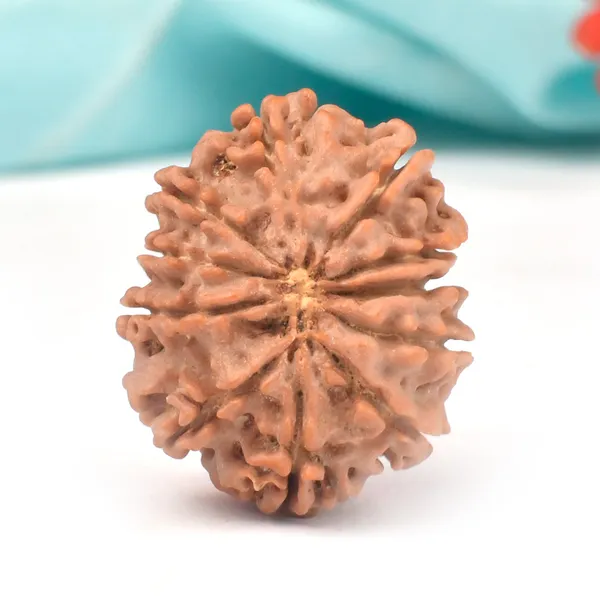 11_Mukhi_Nepal_Rudraksha_Bead