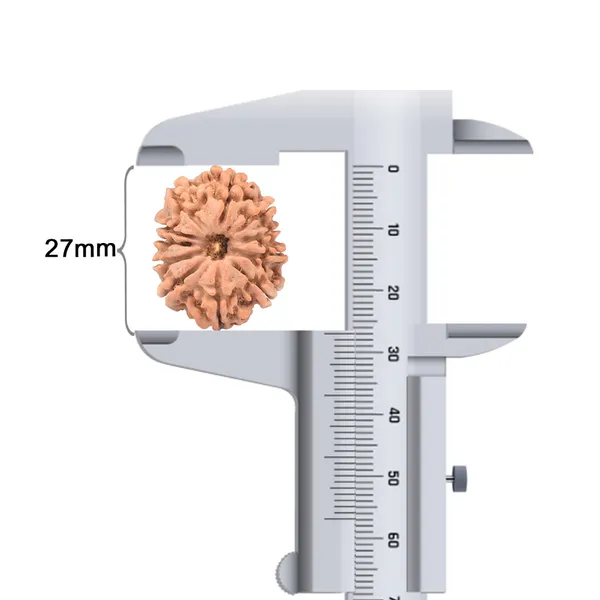 11_Mukhi_Nepal_Rudraksha_Bead