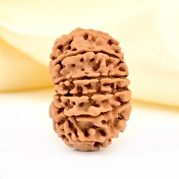 Techpandit_12_Mukhi_Rudraksha_Bead_Nepal_Origin