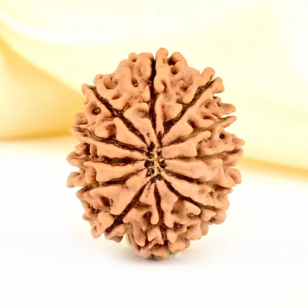 Techpandit_12_Mukhi_Rudraksha_Bead_Nepal_Origin
