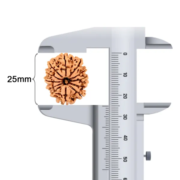 Techpandit_12_Mukhi_Rudraksha_Bead_Nepal_Origin