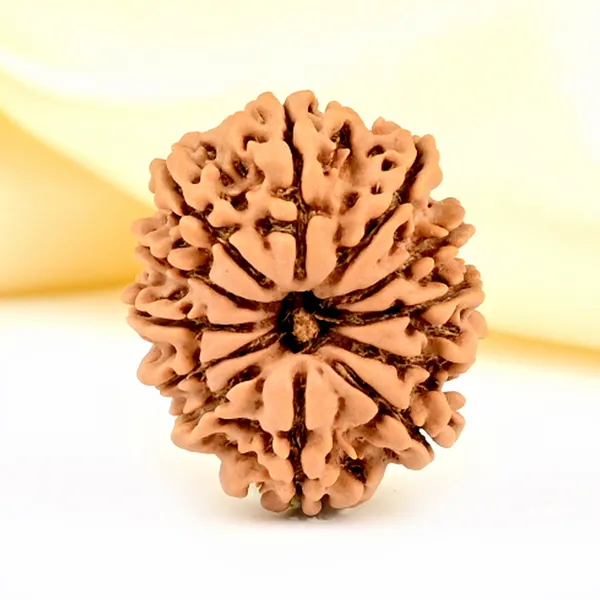 Techpandit_12_Mukhi_Rudraksha_Bead_Nepal_Origin