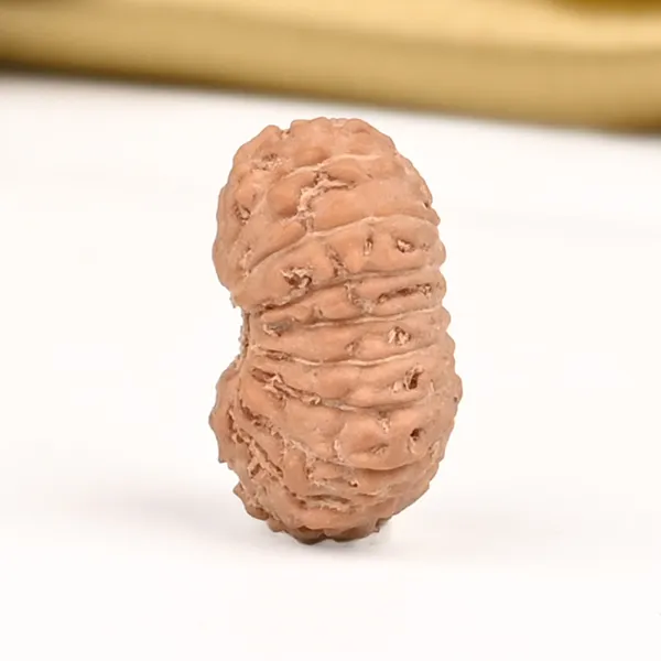 19_Mukhi_From_Java_Indonesia_Small_Cliii