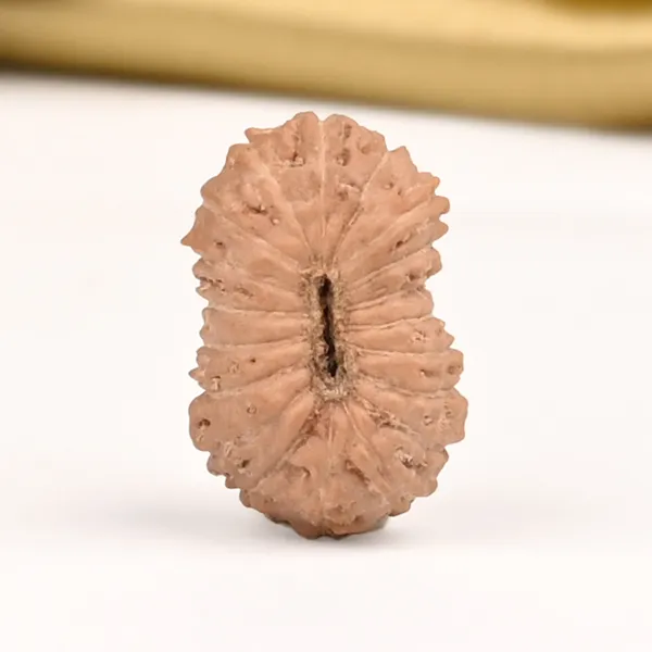 19_Mukhi_From_Java_Indonesia_Small_Cliii