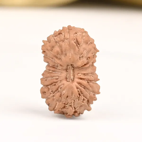 19_Mukhi_From_Java_Indonesia_Small_Cliii
