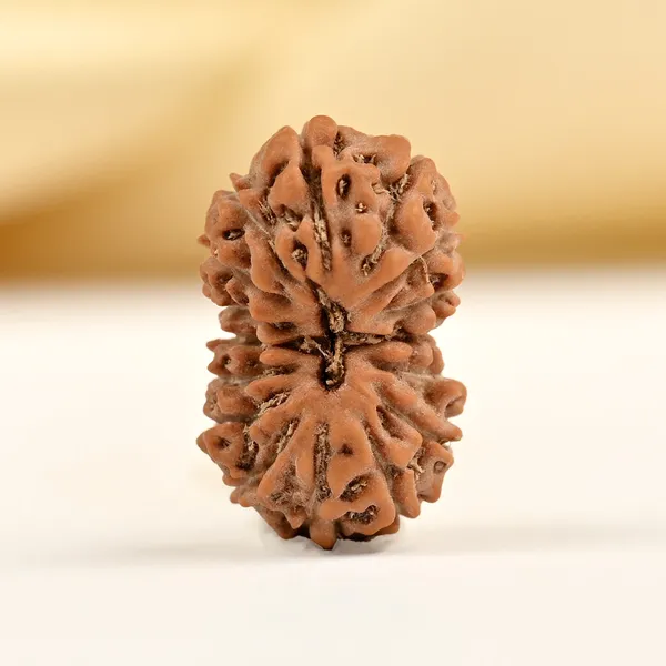 16_Mukhi_From_Java_Indonesia_Small_Clxxxiv