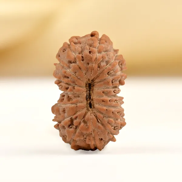 16_Mukhi_From_Java_Indonesia_Small_Clxxxiv