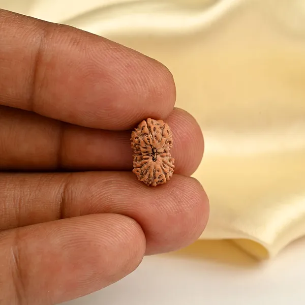 16_Mukhi_From_Java_Indonesia_Small_Clxxxiv