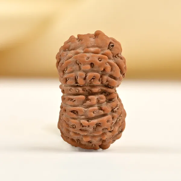 16_Mukhi_From_Java_Indonesia_Small_Clxxxiv