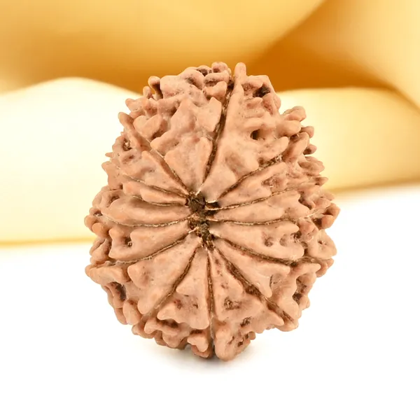 13_Mukhi_From_Nepal_Small_Cdvi