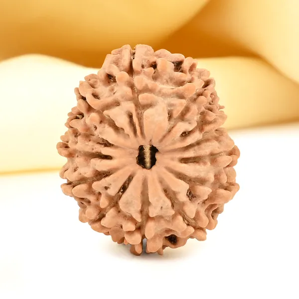 13_Mukhi_From_Nepal_Small_Cdvi