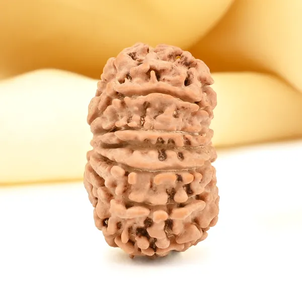 13_Mukhi_From_Nepal_Small_Cdvi