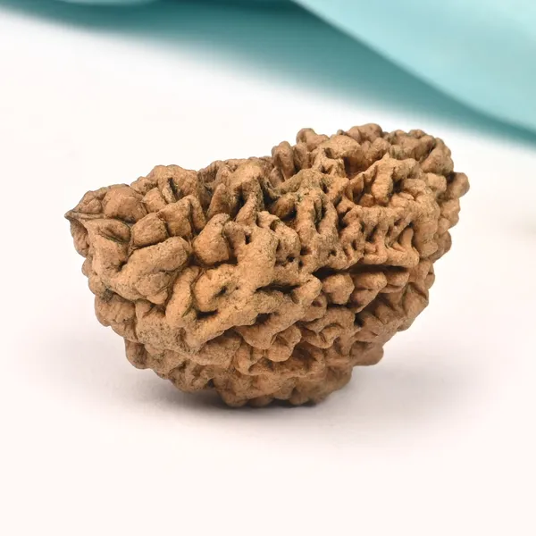 1_Mukhi_Half_Moon_Collector_Vi