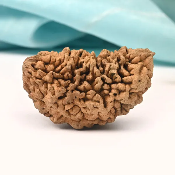 1_Mukhi_Half_Moon_Collector_Vi