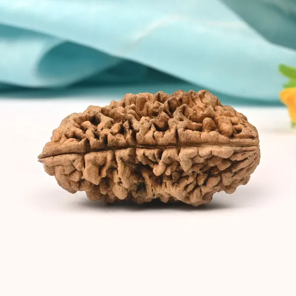1_Mukhi_Half_Moon_Collector_Vi