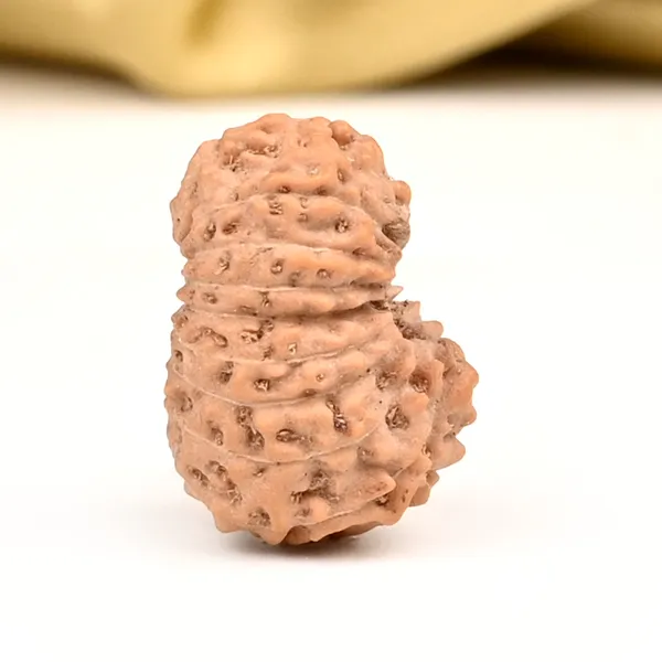 18_Mukhi_Java_Rudraksha_Bead_Indonesia