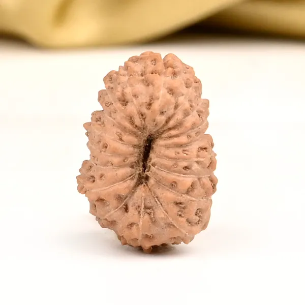 18_Mukhi_Java_Rudraksha_Bead_Indonesia