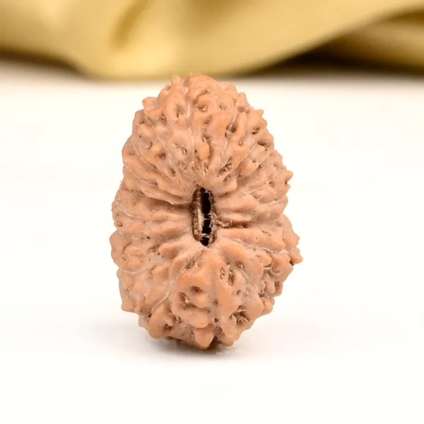18_Mukhi_Java_Rudraksha_Bead_Indonesia