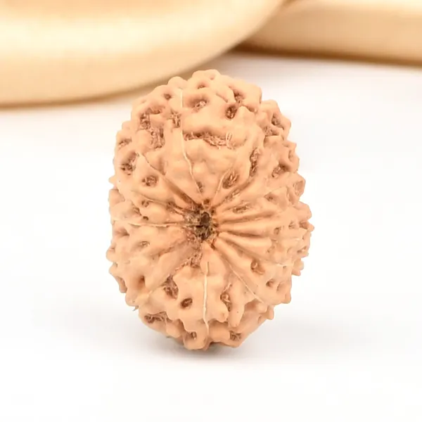 Techpandit_14_Mukhi_Rudraksha_Bead_Indonesia_Large