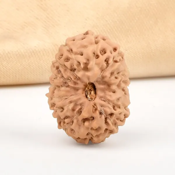 Techpandit_14_Mukhi_Rudraksha_Bead_Indonesia_Large