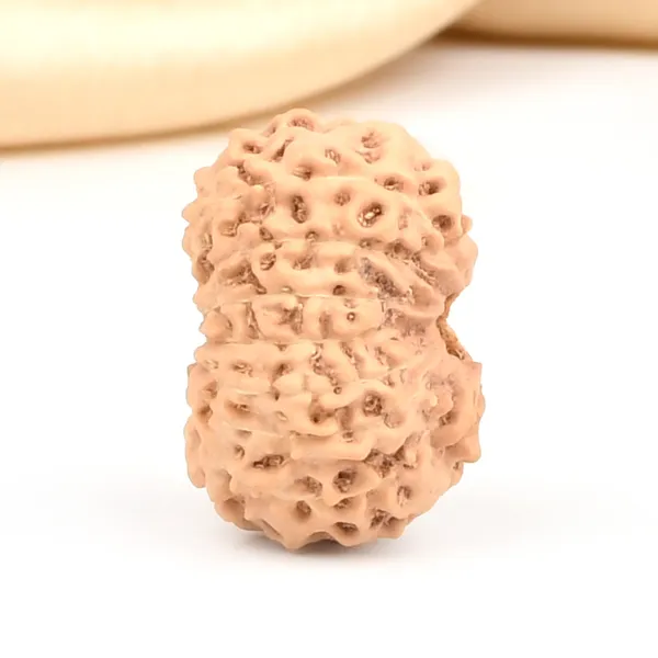 Techpandit_14_Mukhi_Rudraksha_Bead_Indonesia_Large