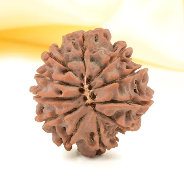 Techpandit_11_Mukhi_Nepali_Rudraksha_Bead_Brown