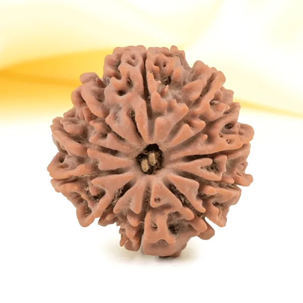 Techpandit_11_Mukhi_Nepali_Rudraksha_Bead_Brown