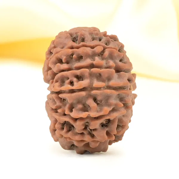 Techpandit_11_Mukhi_Nepali_Rudraksha_Bead_Brown