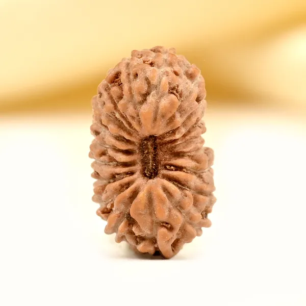 19_Mukhi_From_Java_Indonesia_Small_Clxxix