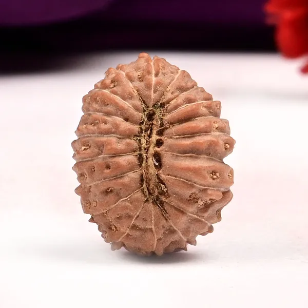 19_Mukhi_From_Java_Indonesia_Lxxxiv