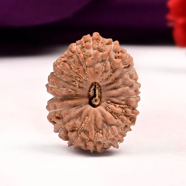 19_Mukhi_From_Java_Indonesia_Lxxxiv