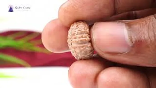 19_Mukhi_From_Java_Indonesia_Lxxxiv