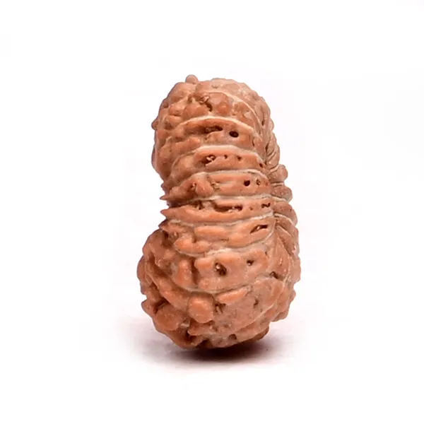 18_Mukhi_From_Java_Indonesia_Tiny_V
