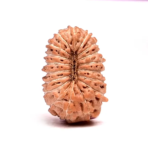 18_Mukhi_From_Java_Indonesia_Tiny_V