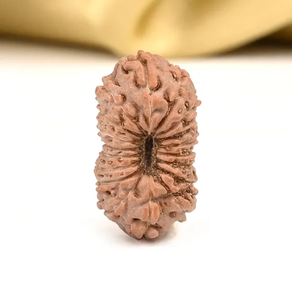 18_Mukhi_From_Java_Indonesia_Large_Cxxxi