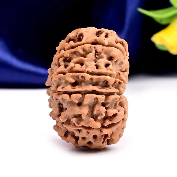 10_Mukhi_From_Nepal_Large_Clxxix