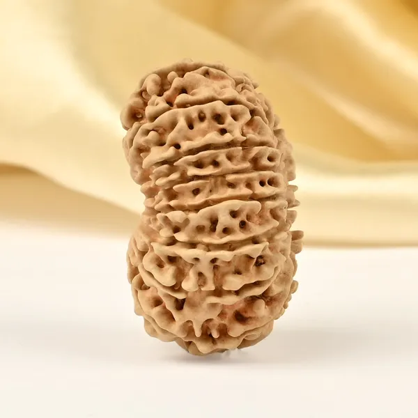 15_Mukhi_From_Nepal_Clvi
