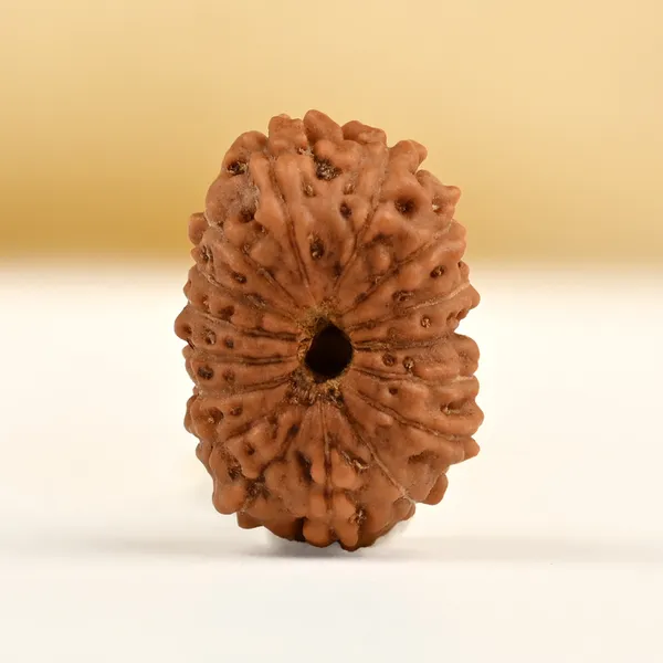 16_Mukhi_From_Java_Indonesia_Small_Clxxxii